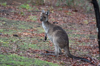 Listing image for 215 Canns Road, Bedfordale  WA  6112